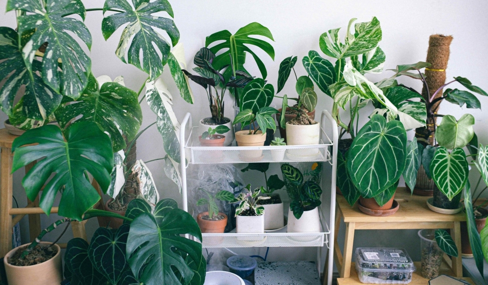 pexels-huy-phan-316220-7907406 (1)